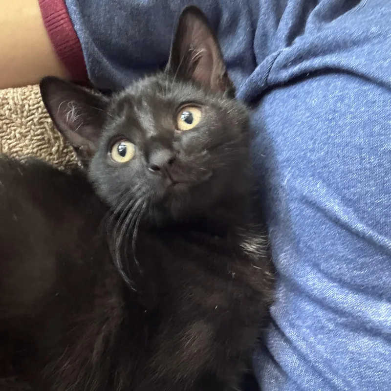 A baby small-sized male Black Domestic Short Hair cat named Balou for adoption in Miami, FL