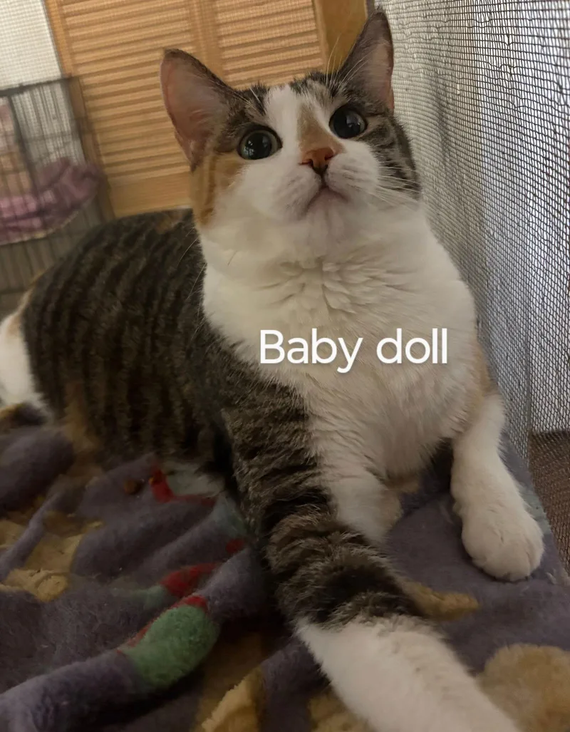 An adult medium-sized female Calico cat named Babydoll for adoption in Niles, MI