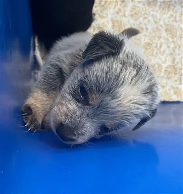 A baby large-sized male Mixed Breed dog named Robin for adoption in Dallas, TX