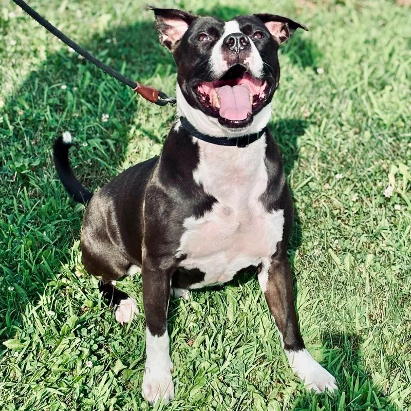 An adult medium-sized male Mixed Breed dog named Bishop for adoption in State College, PA