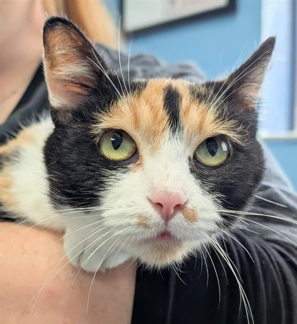 An adult medium-sized female Domestic Short Hair cat named Novelle for adoption in Canfield, OH