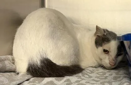 An adult small-sized male Domestic Short Hair cat named Vorn for adoption in West Chester, PA