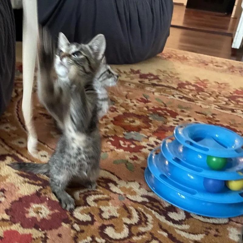 A young small-sized male Black Domestic Short Hair cat named Tigeroo for adoption in Buffalo, MN