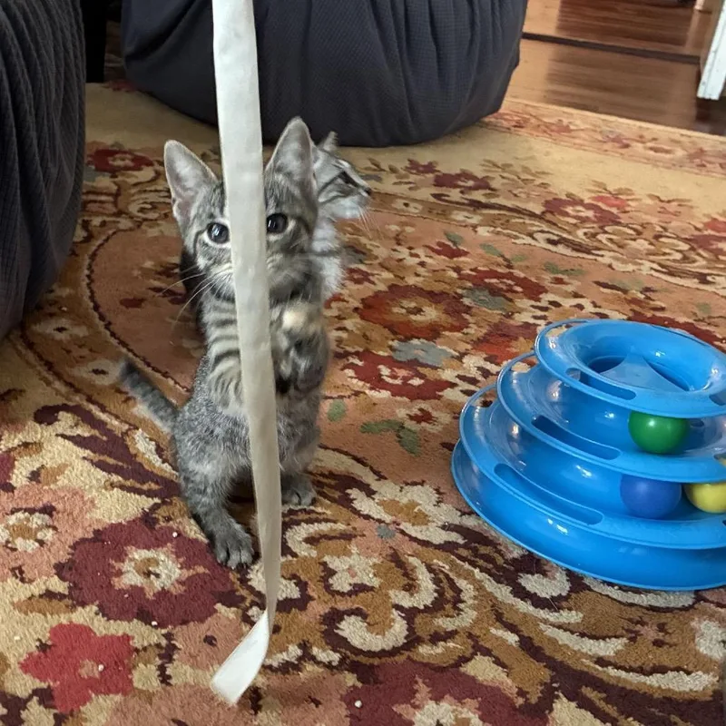 Tigeroo thumbnail 3