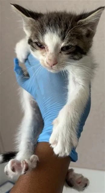 A baby small-sized female Domestic Short Hair cat named Angelica for adoption in San Bernardino, CA