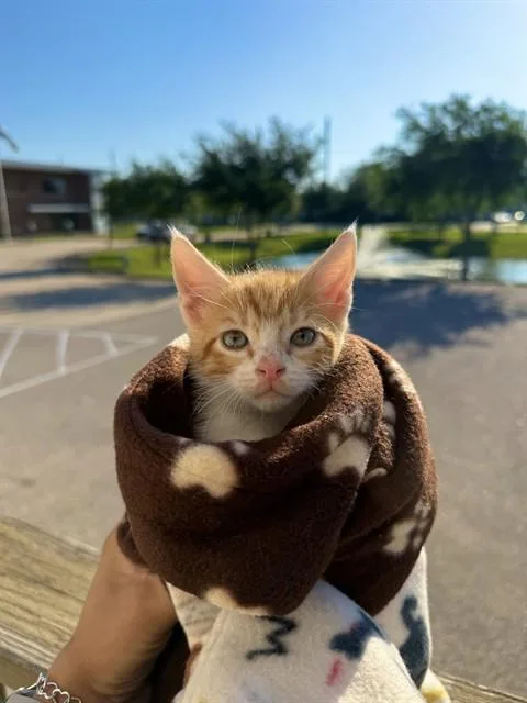 A baby small-sized male Domestic Short Hair cat named Chip for adoption in Sugar Land, TX