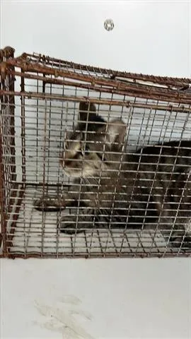 A young medium-sized male Domestic Short Hair cat named Zeus for adoption in Houston, TX