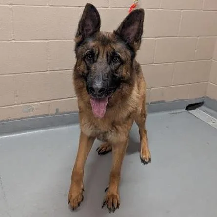 An adult large-sized male Brown / Chocolate German Shepherd Dog dog named Santos for adoption in Tacoma, WA