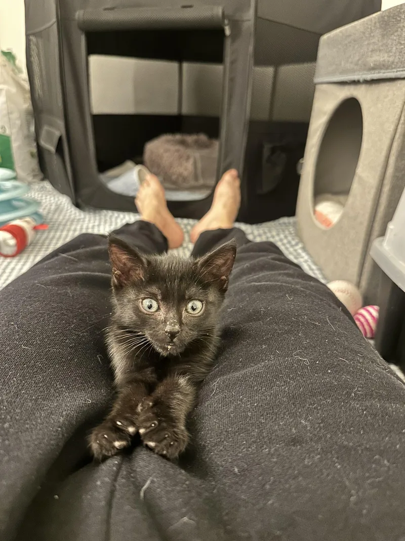 A baby small-sized male Domestic Short Hair cat named Morty for adoption in Plantation, FL