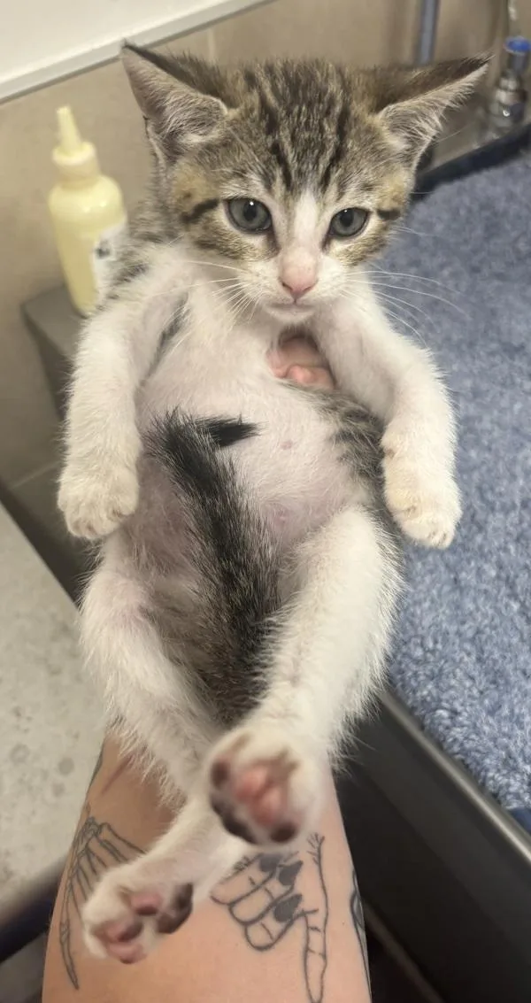 A baby small-sized male Domestic Short Hair cat named Mayhem for adoption in Stratham, NH