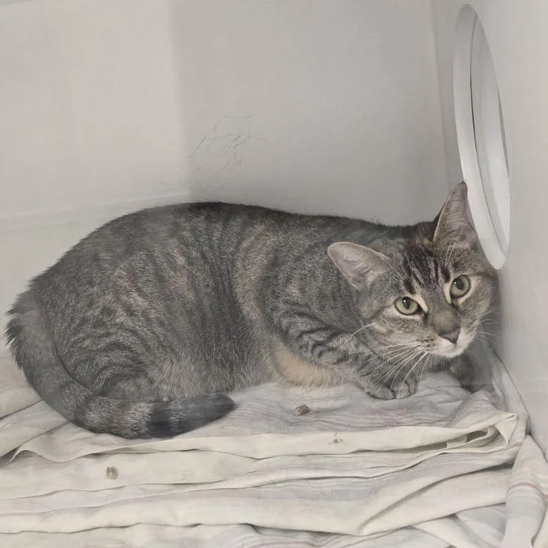 An adult large-sized female Brown / Chocolate Domestic Short Hair cat named Nala Bean for adoption in Dover, NH