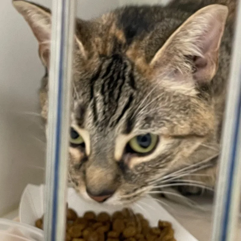 Nala Bean thumbnail 3