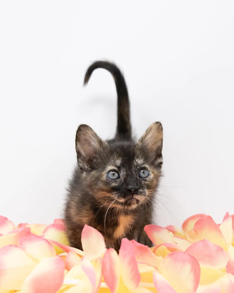 A baby medium-sized female Tortoiseshell cat named Biscuit for adoption in Trophy Club, TX
