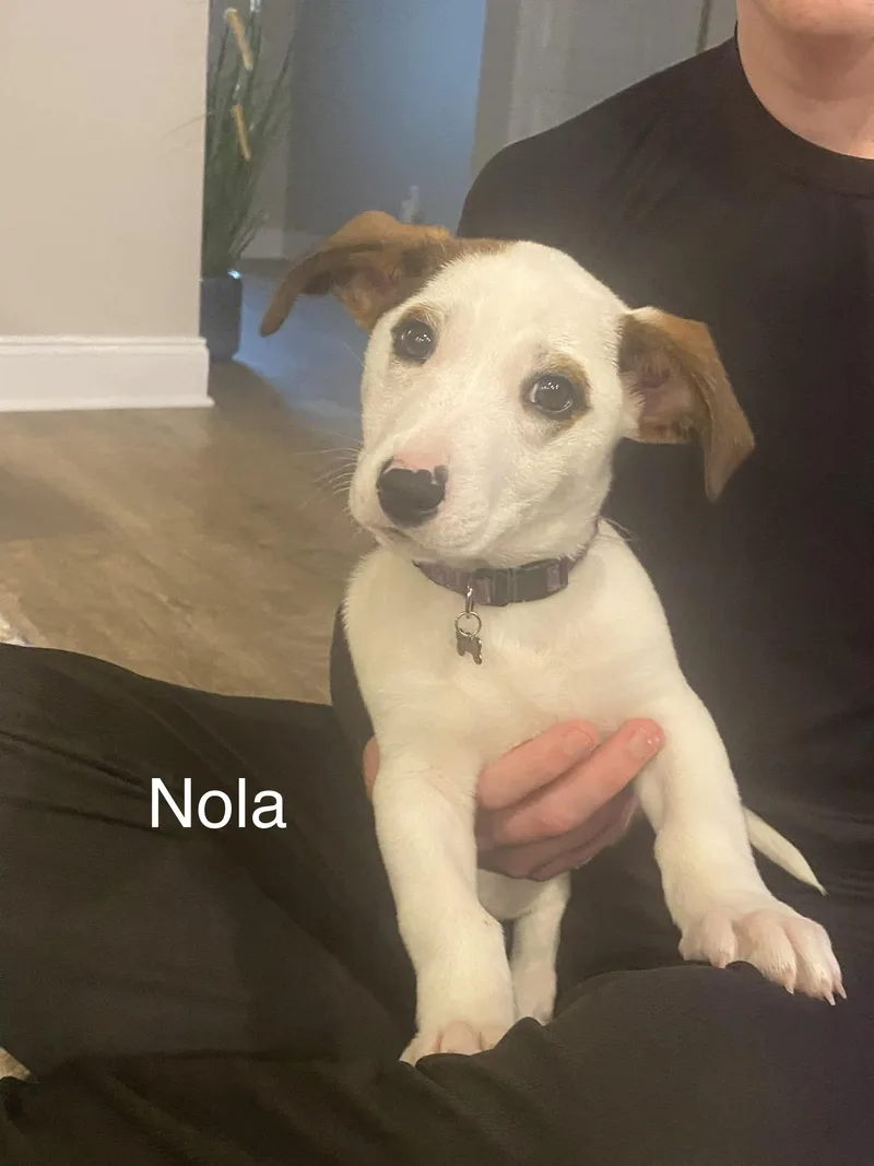 Nola thumbnail 3