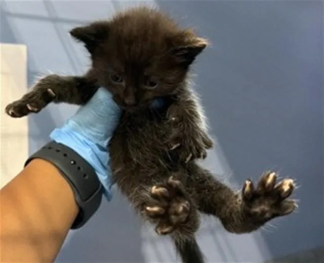 A baby small-sized male Domestic Short Hair cat named Binx for adoption in San Bernardino, CA