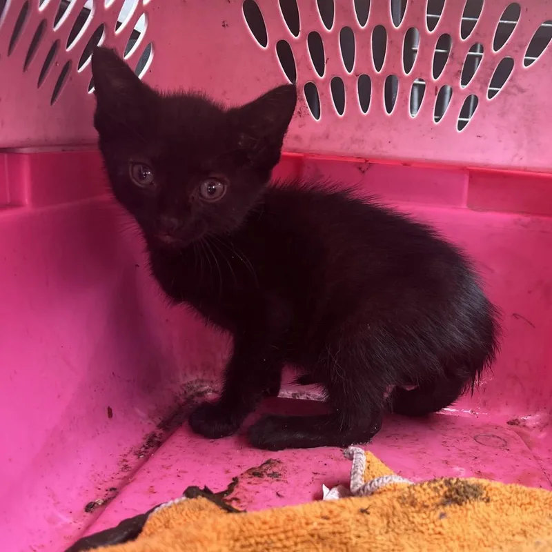 A baby small-sized female Black Domestic Short Hair cat named Swartz for adoption in Lake Jackson, TX