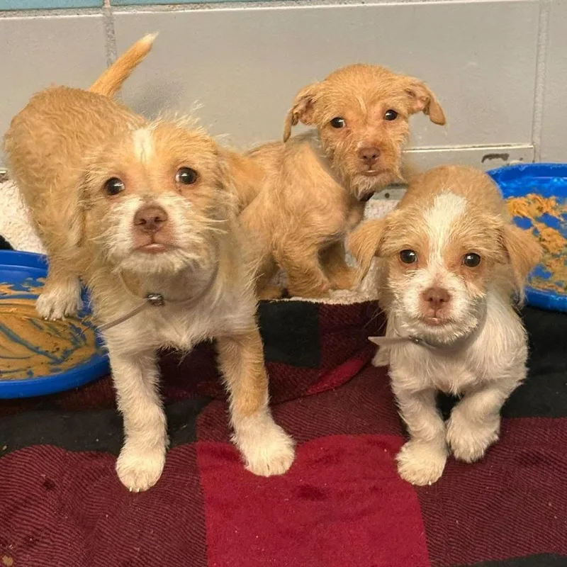 A baby small-sized female Chihuahua dog named Vivien for adoption in Tacoma, WA