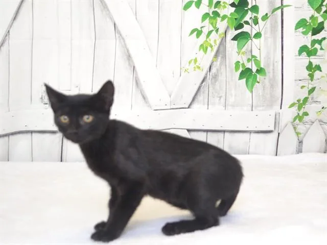 A young small-sized male Domestic Short Hair cat named Ron for adoption in Oroville, CA