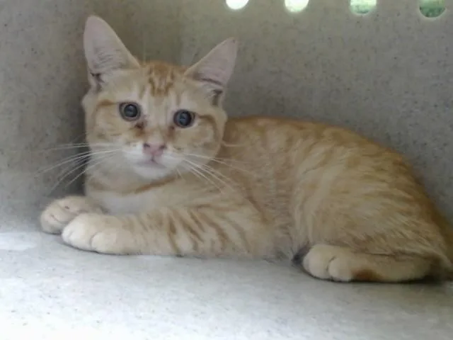 A baby small-sized male Domestic Short Hair cat named A for adoption in Moreno Valley, CA