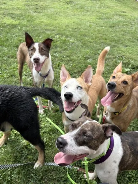 A young medium-sized female Pit Bull Terrier dog named Vines for adoption in Lancaster, OH