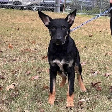 A baby medium-sized female Shepherd dog named Harlow for adoption in Bartlett, TN