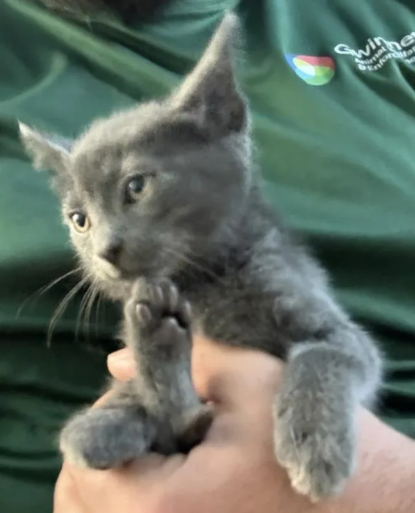 A baby small-sized male Domestic Short Hair cat named Nf for adoption in Lawrenceville, GA