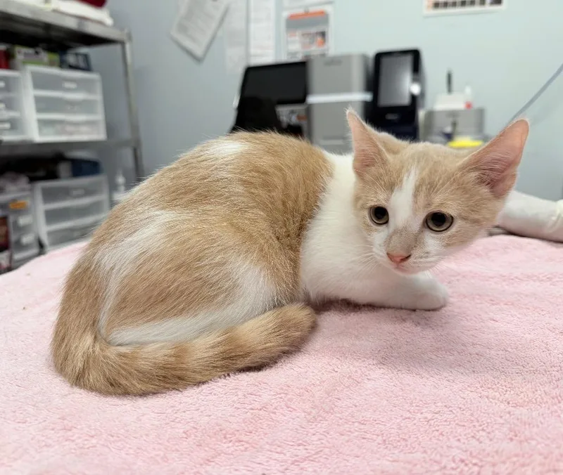 A baby medium-sized male Domestic Short Hair cat named Nehou for adoption in Raleigh, NC