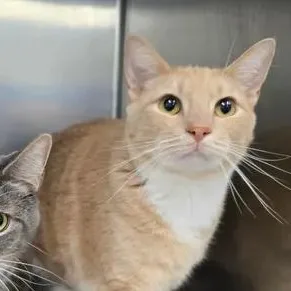 An adult large-sized male Orange & White Domestic Short Hair cat named Stallone for adoption in Winthrop, ME