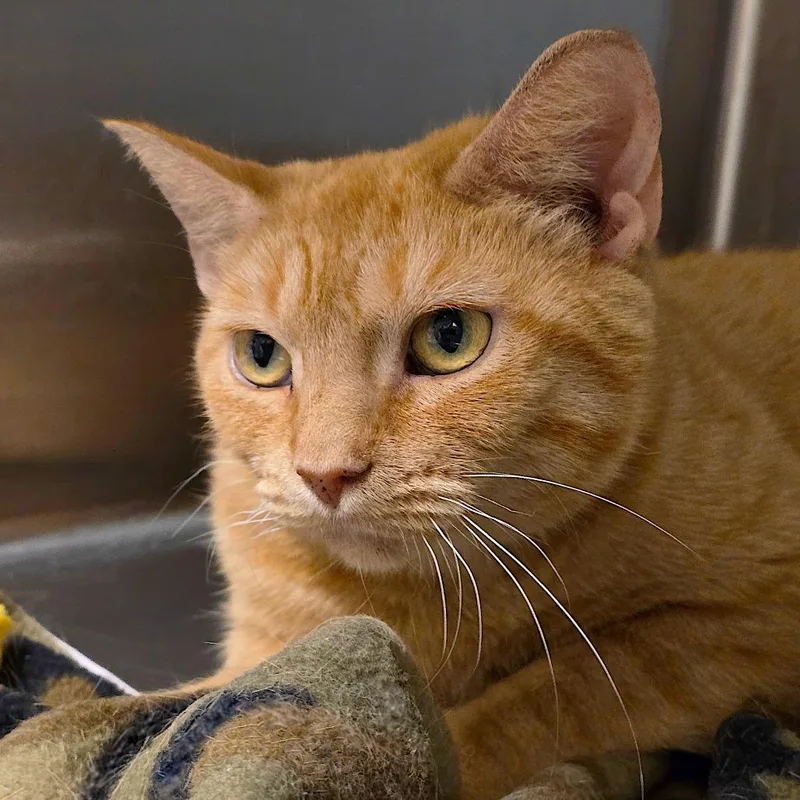 A young medium-sized female Orange / Red Domestic Short Hair cat named Blossom for adoption in Columbia Station, OH