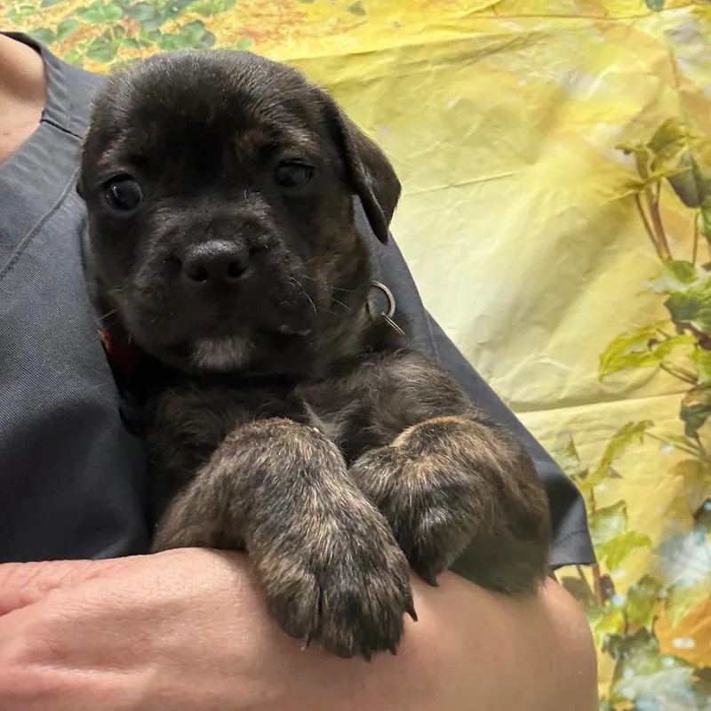 A baby medium-sized female Brindle Labrador Retriever dog named Veronica for adoption in Normal, IL