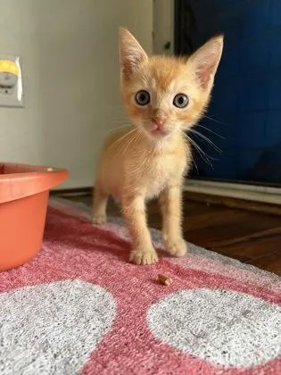 A baby small-sized male Domestic Short Hair cat named Jaq for adoption in Honolulu, HI
