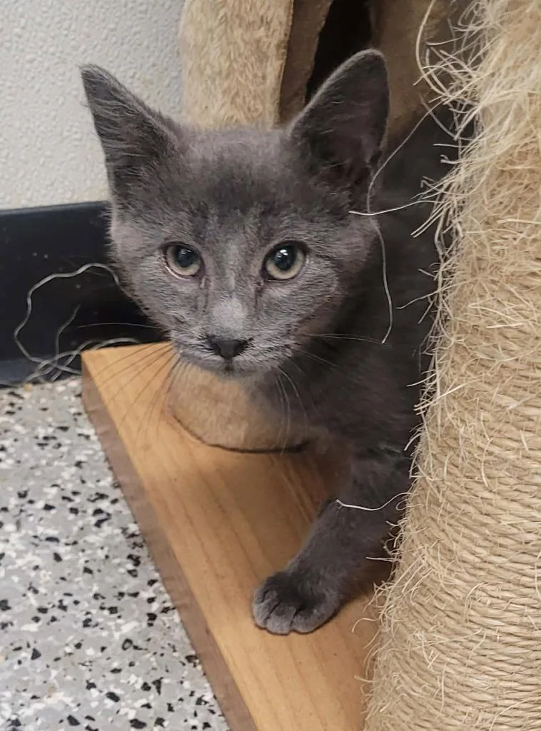 A baby medium-sized male Domestic Short Hair cat named Boone for adoption in Republic, MO