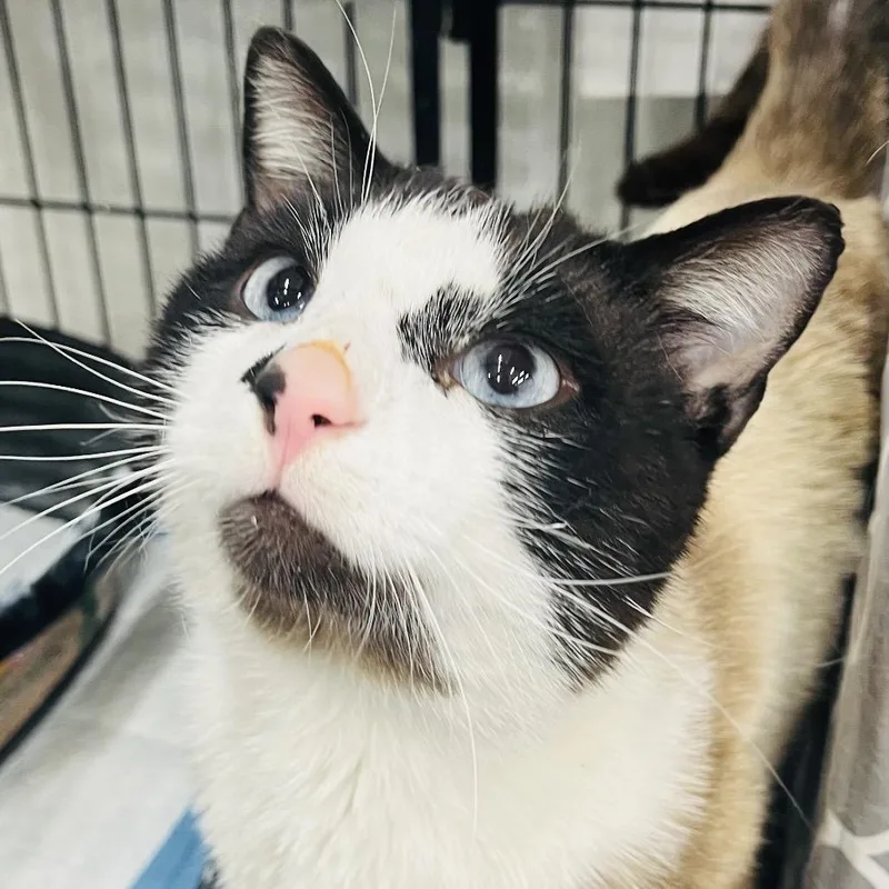 An adult medium-sized male Seal Point Snowshoe cat named Berron for adoption in Marysville, OH