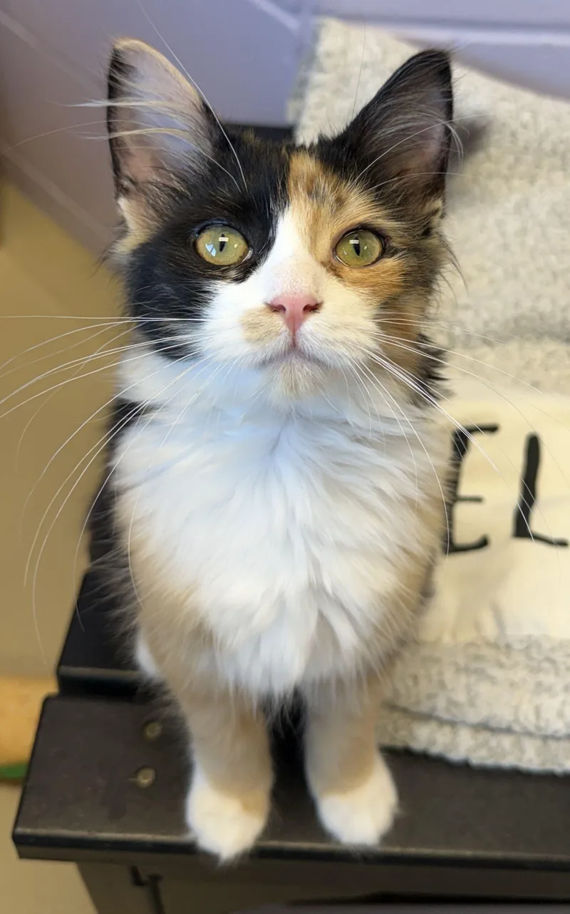 A baby medium-sized female Calico Domestic Medium Hair cat named Isabella for adoption in Jefferson, WI