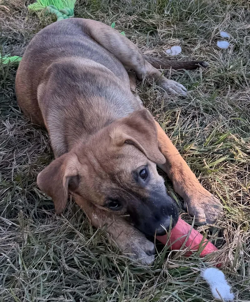 A baby large-sized female Shepherd dog named Nutmeg for adoption in Succasunna, NJ