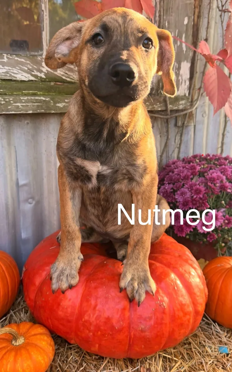 Nutmeg thumbnail 4