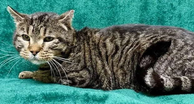 An adult medium-sized male Tabby (Gray / Blue / Silver) Domestic Short Hair cat named Sweet Tiger for adoption in Miller Beach, IN