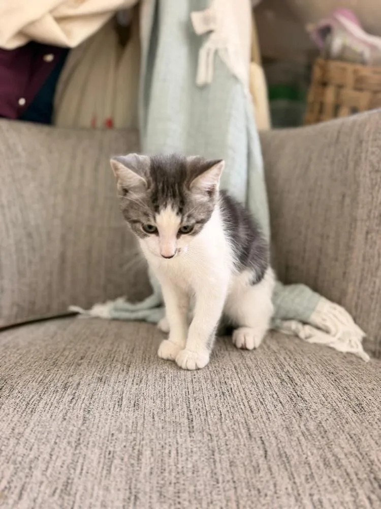 A baby medium-sized male Gray & White Domestic Short Hair cat named Merv for adoption in Oceanside, CA