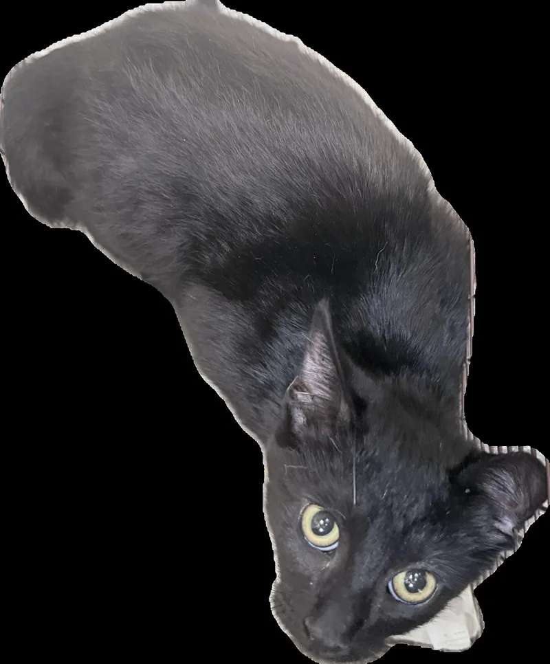 A baby small-sized female Domestic Short Hair cat named Jan for adoption in Los Angeles, CA