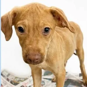 A baby medium-sized male Yellow / Tan / Blond / Fawn Mixed Breed dog named Mora for adoption in Fredericksburg, VA
