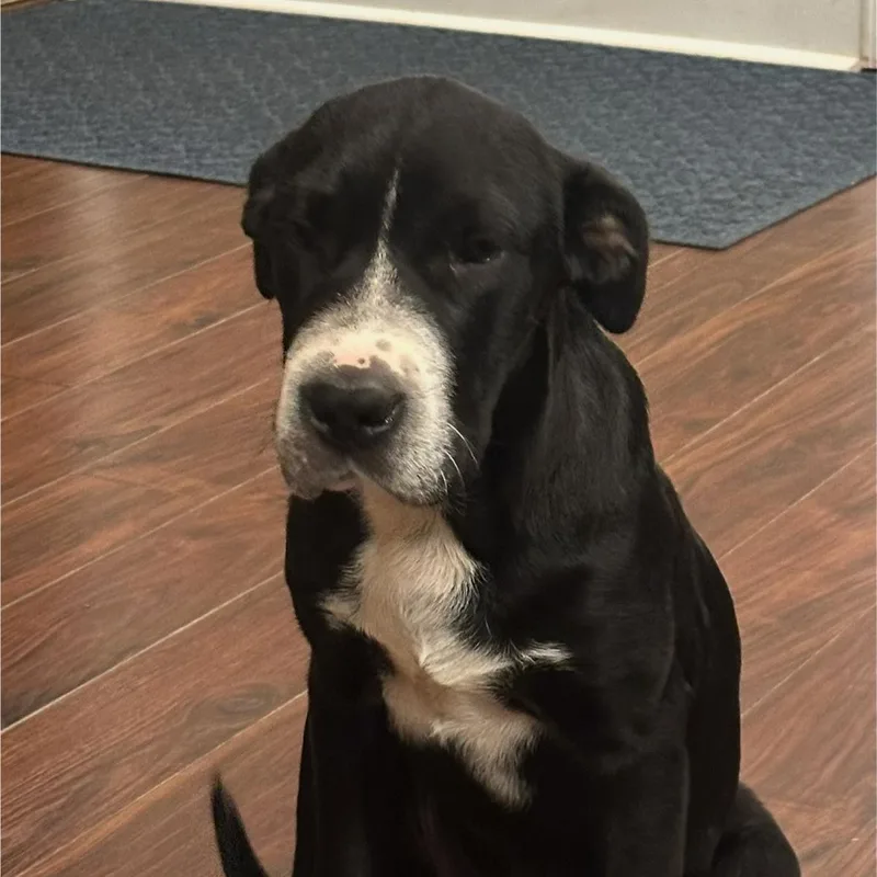 Luca