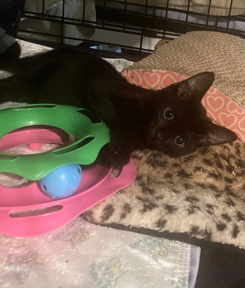 A young medium-sized female Black Domestic Short Hair cat named Mambo No. for adoption in Satellite Beach, FL