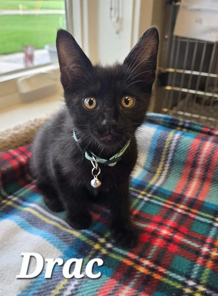 A baby small-sized male Domestic Short Hair cat named Drac for adoption in Sidney, OH