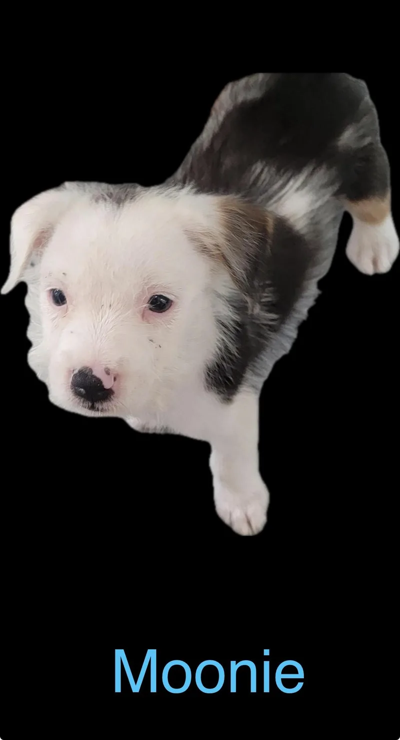 Moonie thumbnail 4