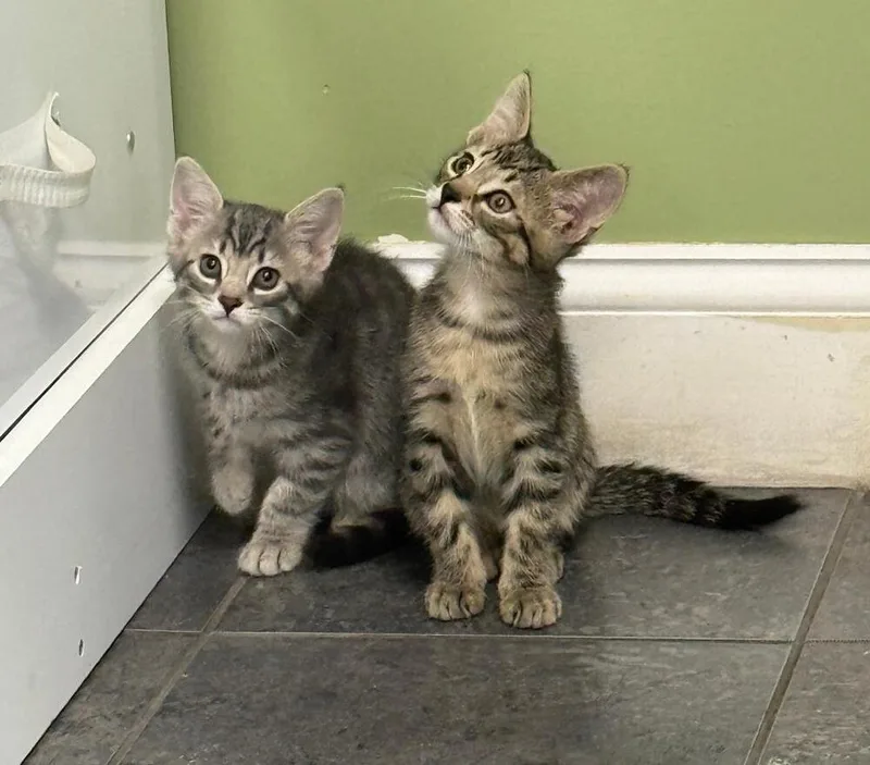 A baby small-sized male Gray / Blue / Silver Domestic Short Hair cat named Dylan for adoption in Breinigsville, PA