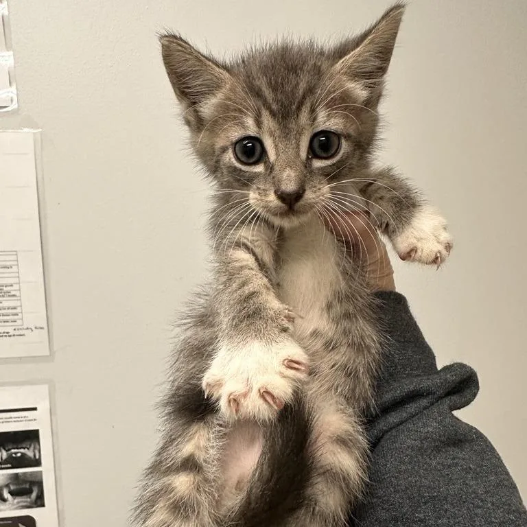 A baby small-sized male Domestic Short Hair cat named Zach for adoption in Jacksonville, FL