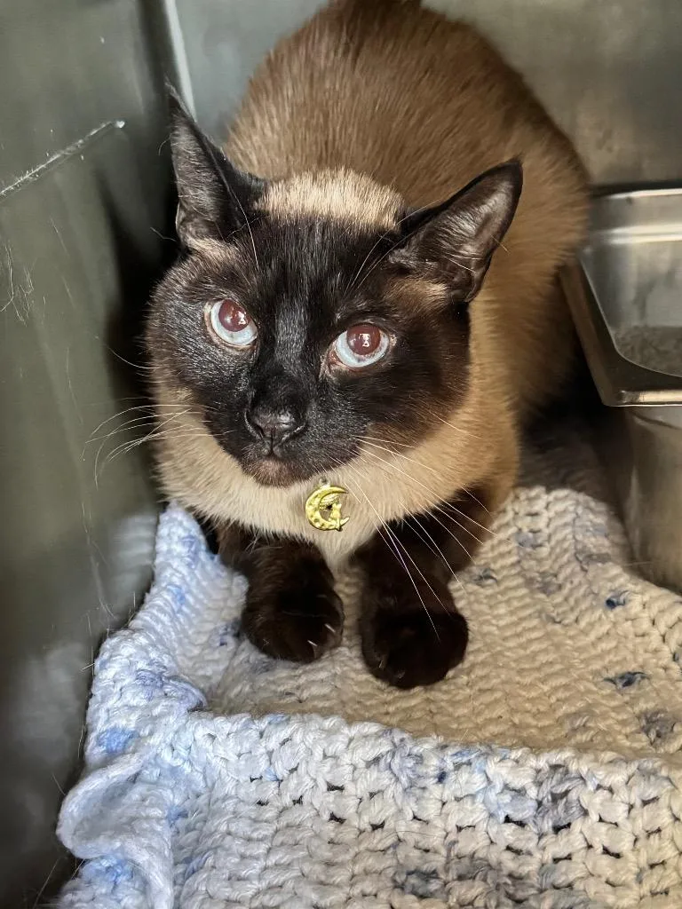 An adult small-sized male Siamese cat named Smoke for adoption in Pine Grove, PA