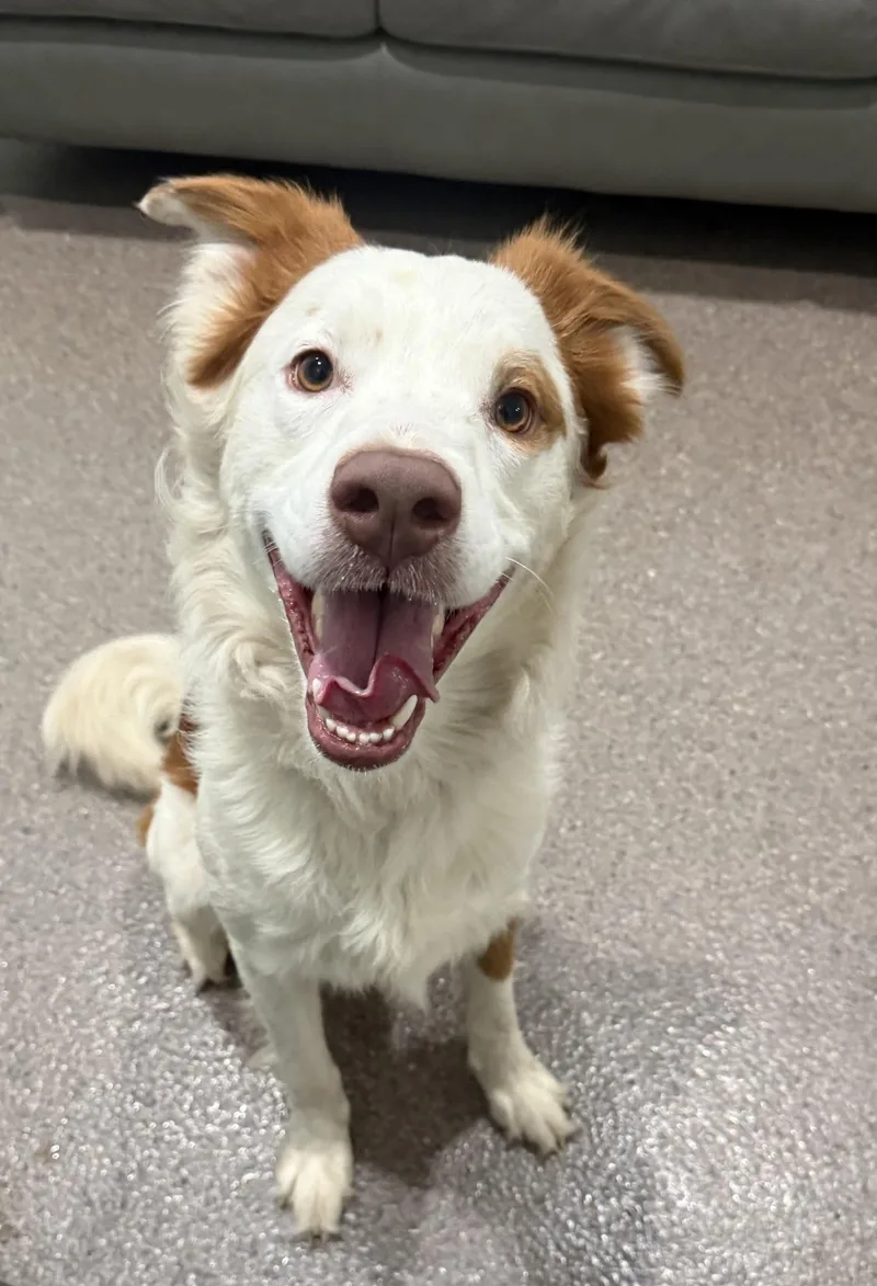 An adult medium-sized male Red / Chestnut / Orange Australian Shepherd dog named Braxton for adoption in Sault Sainte Marie, MI