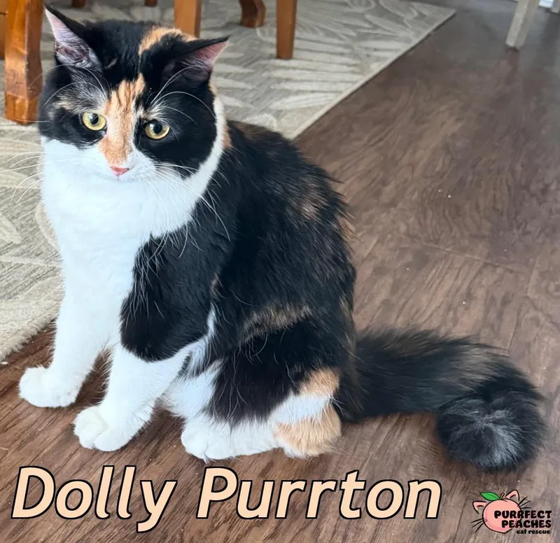 Dolly Purrton thumbnail 2