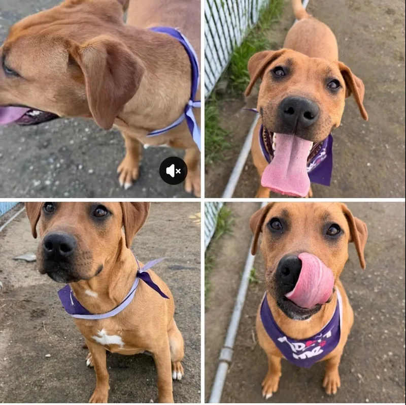 A young medium-sized female Apricot / Beige Yellow Labrador Retriever dog named Peach~ Sweet And Happy for adoption in Encino, CA